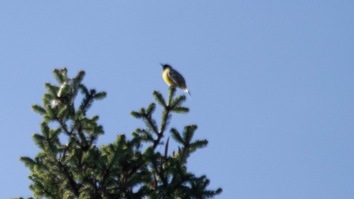 Scott's Oriole - ML637508138