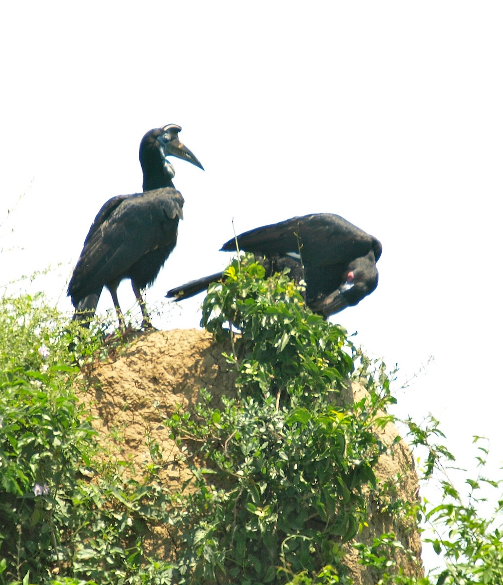 Abyssinian Ground-Hornbill - ML637508146