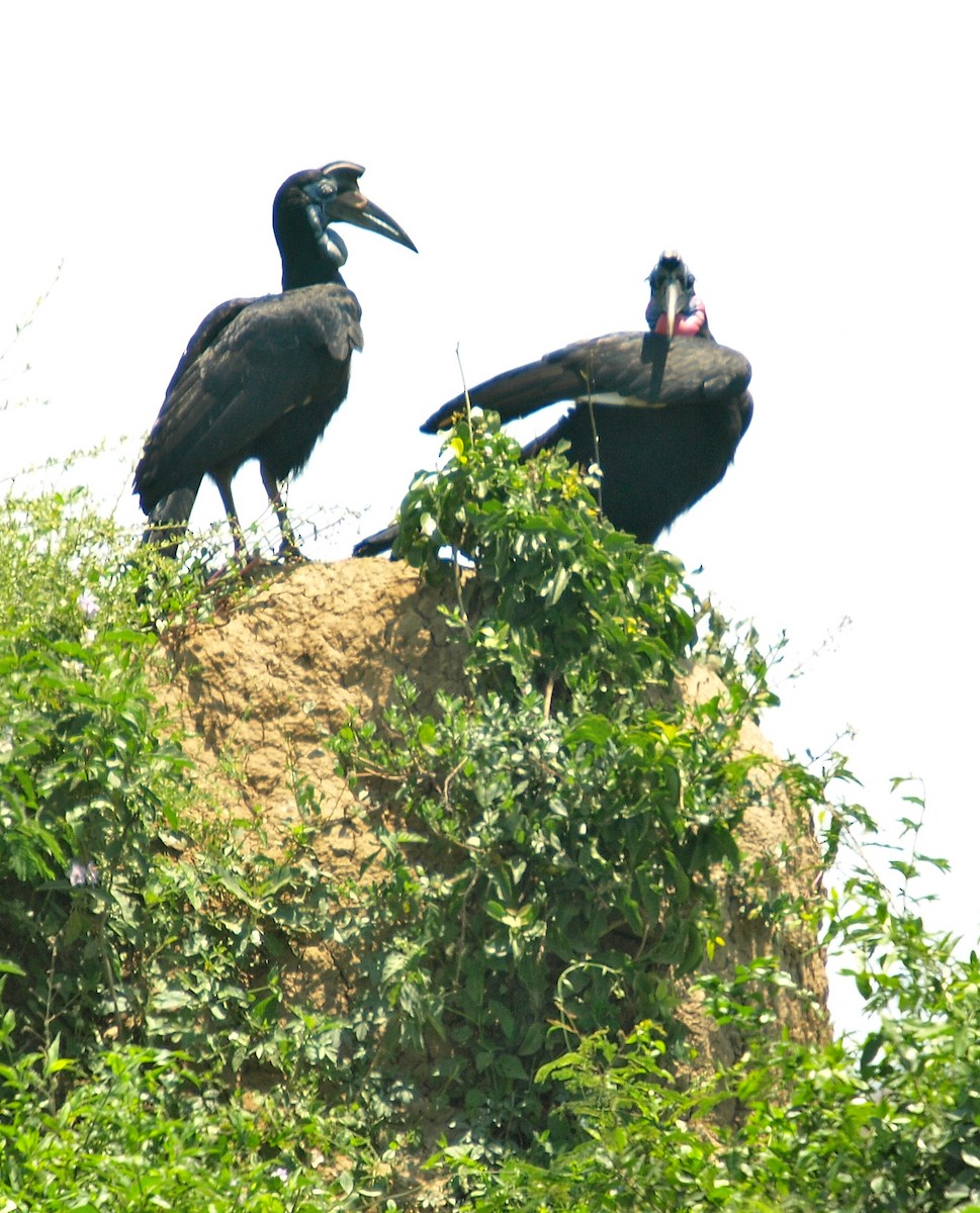 Abyssinian Ground-Hornbill - ML637508147