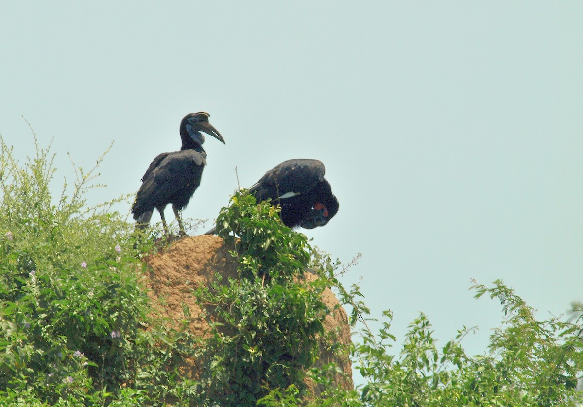 Abyssinian Ground-Hornbill - ML637508148
