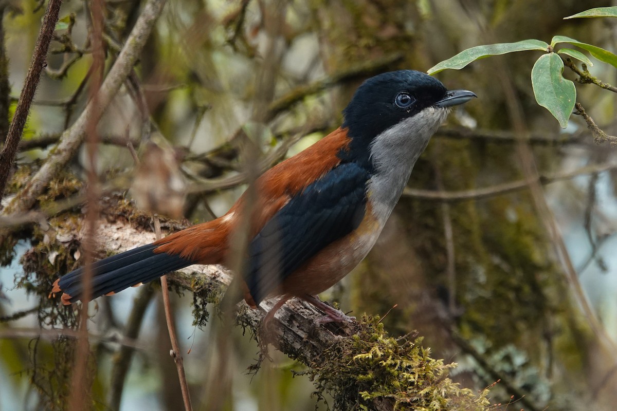 Black-headed Shrike-Babbler - ML637508160