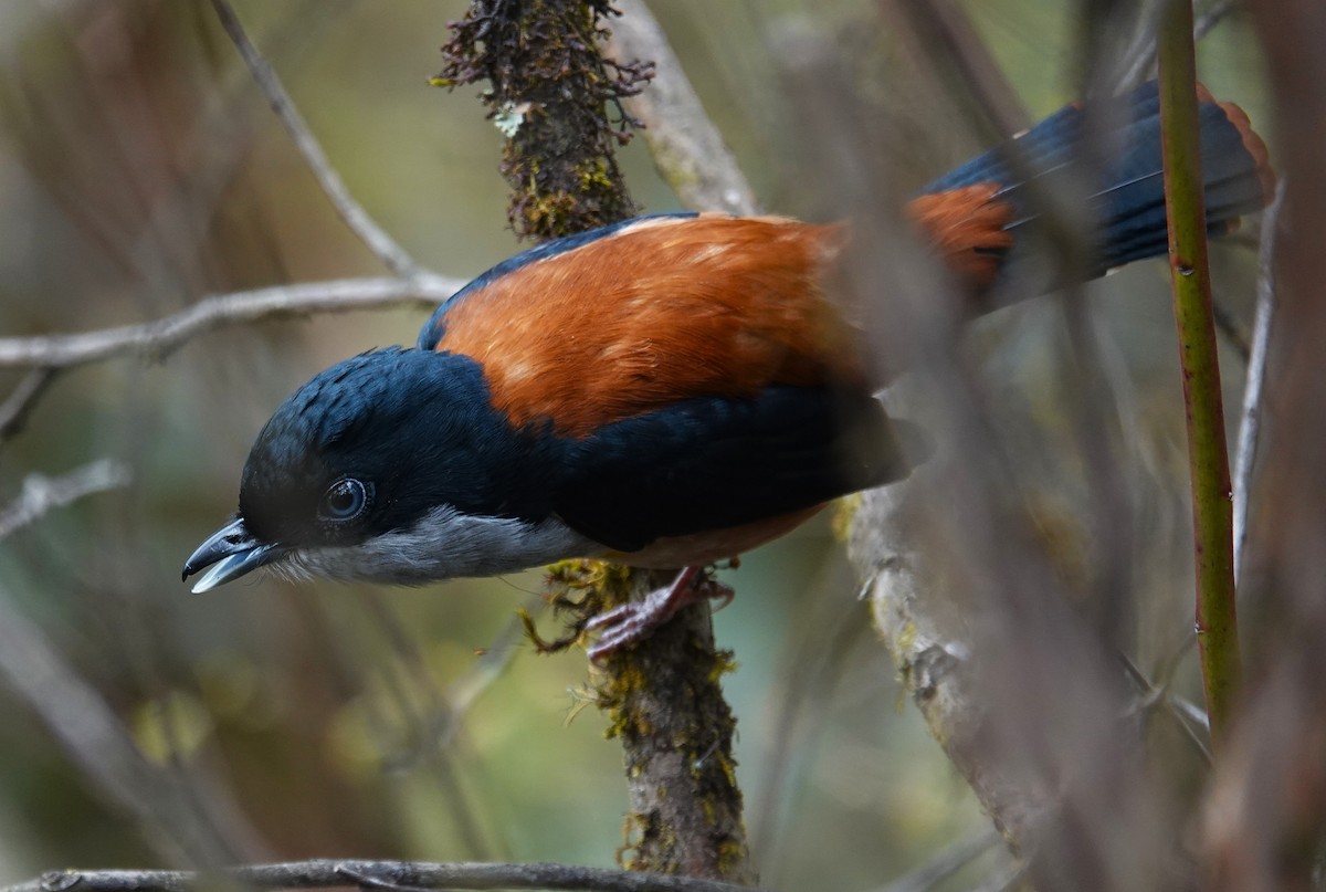Black-headed Shrike-Babbler - ML637508161