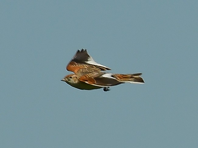 White-winged Lark - ML637508162