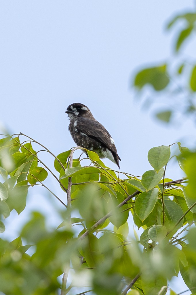 White-browed Purpletuft - ML637508211