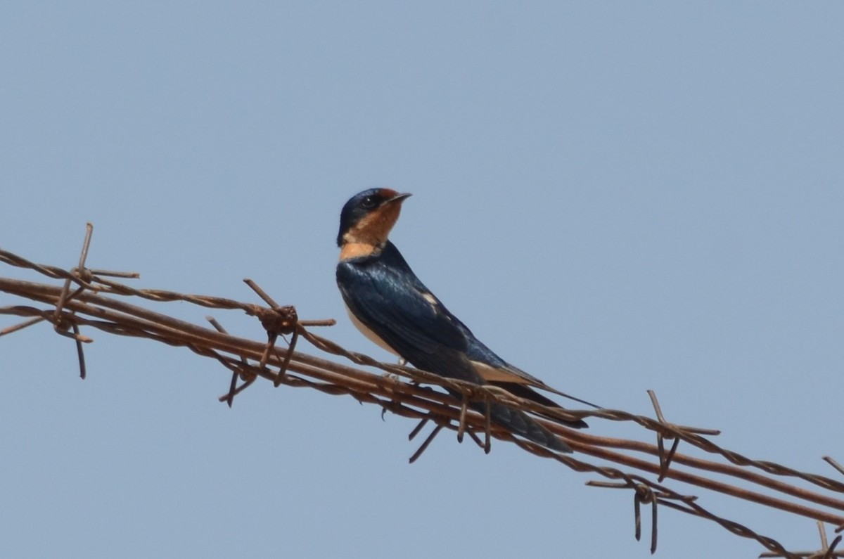 Ethiopian Swallow - ML637508212