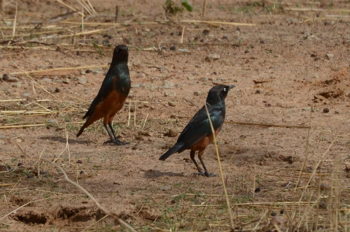 Chestnut-bellied Starling - ML637508218