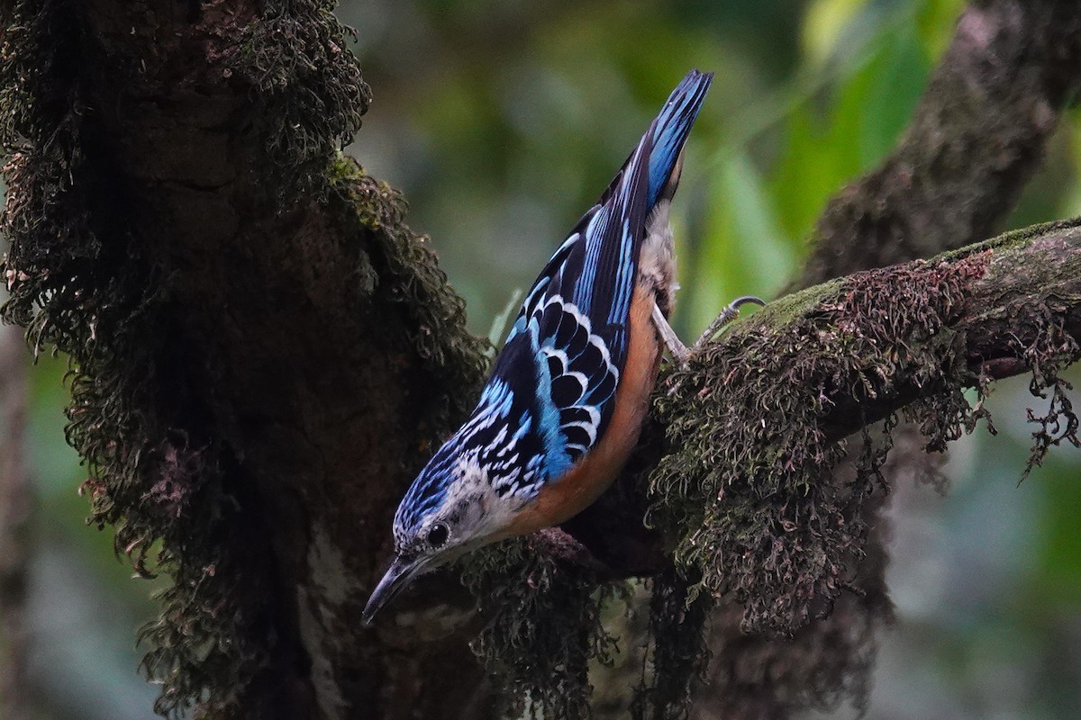 Beautiful Nuthatch - ML637508234