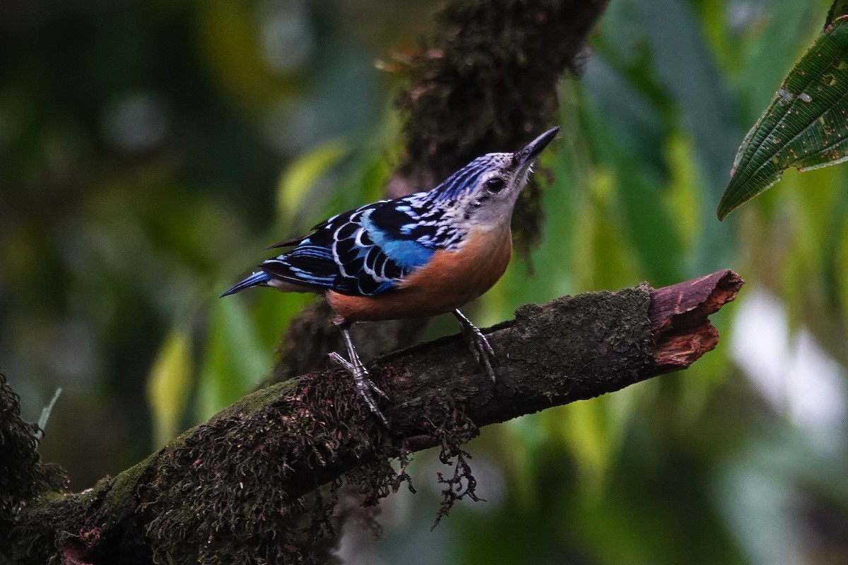 Beautiful Nuthatch - ML637508235