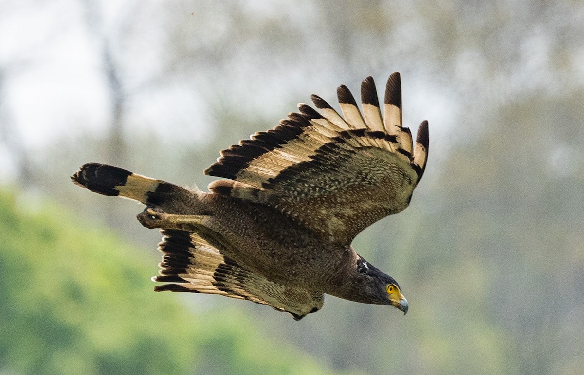 Crested Serpent-Eagle - ML637508241