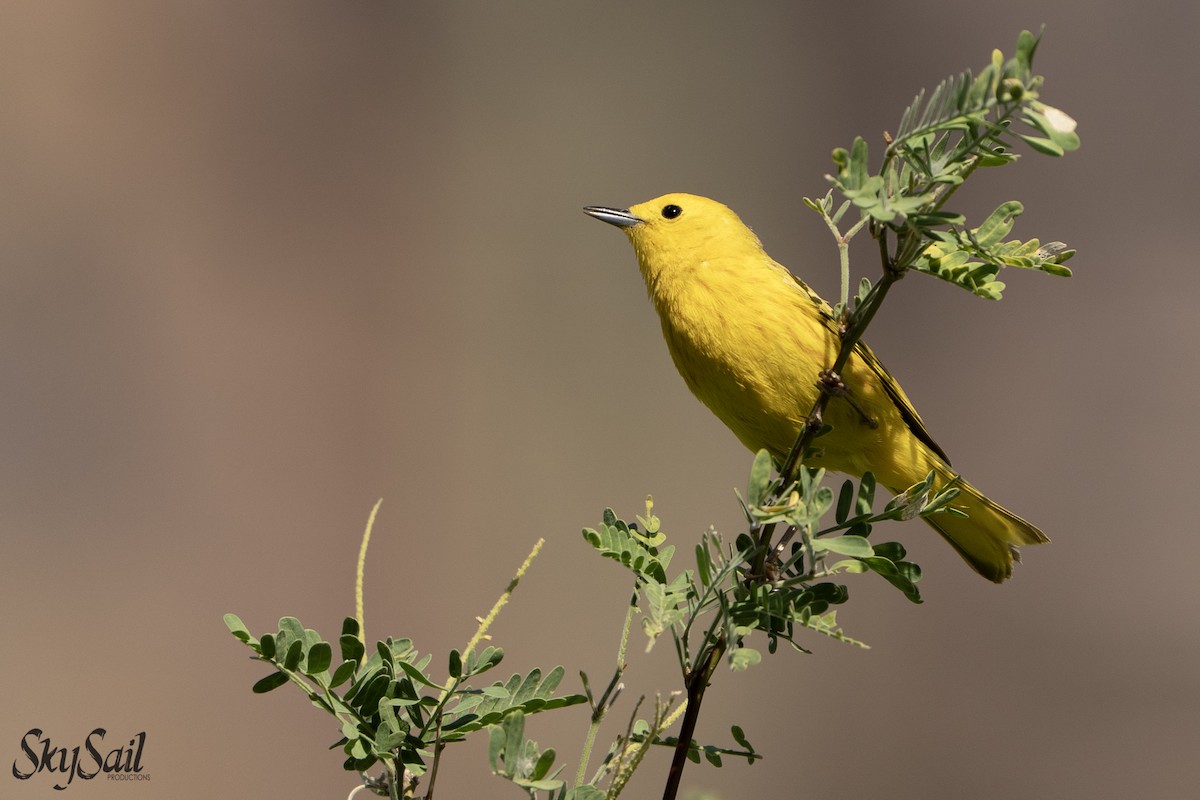 Northern Yellow Warbler - ML637508242