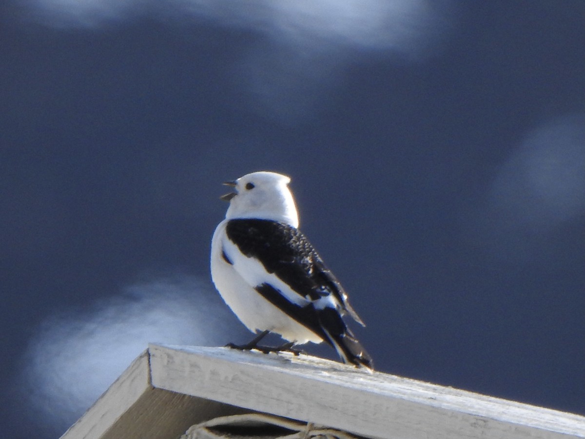 Snow Bunting - ML637508246