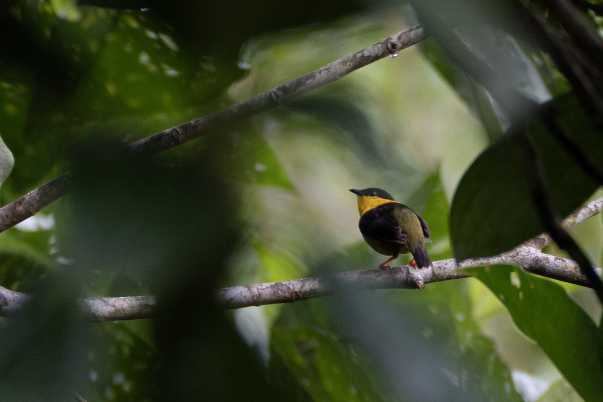 Golden-collared Manakin - ML637508271