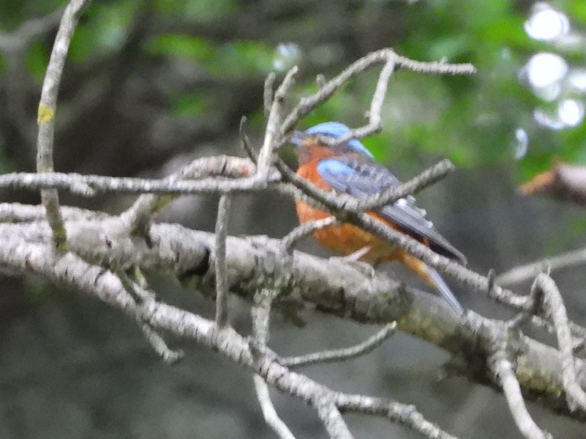 White-throated Rock-Thrush - ML637508272
