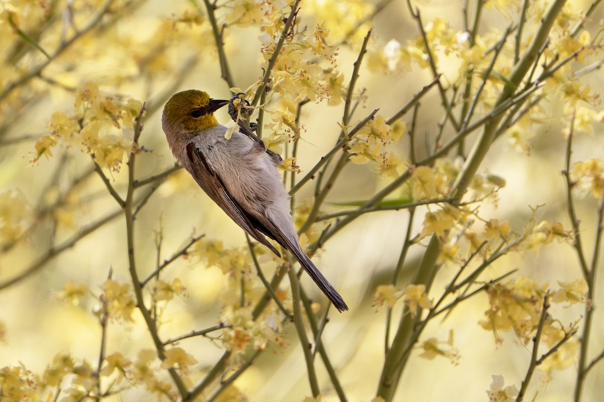 Verdin - ML637508282