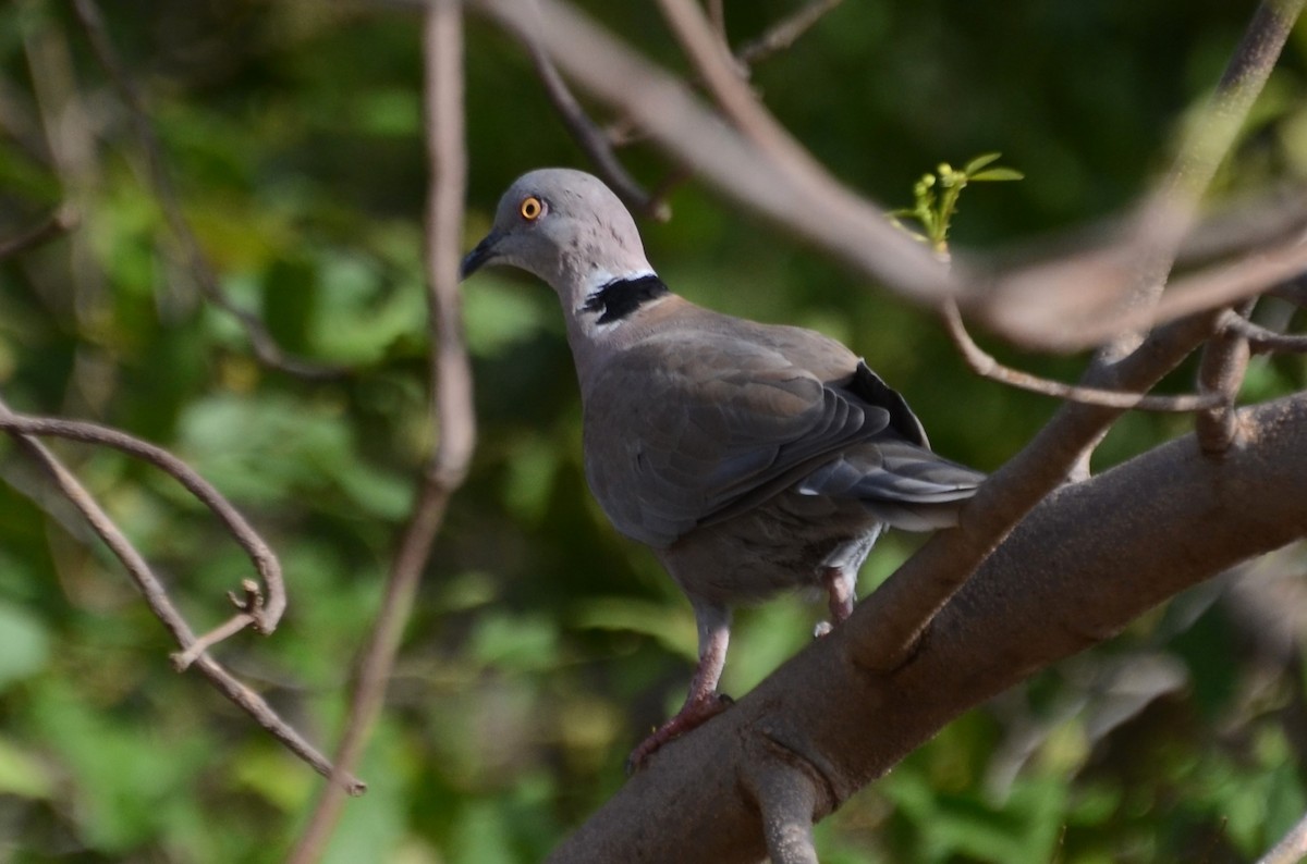 Mourning Collared-Dove - ML637508359