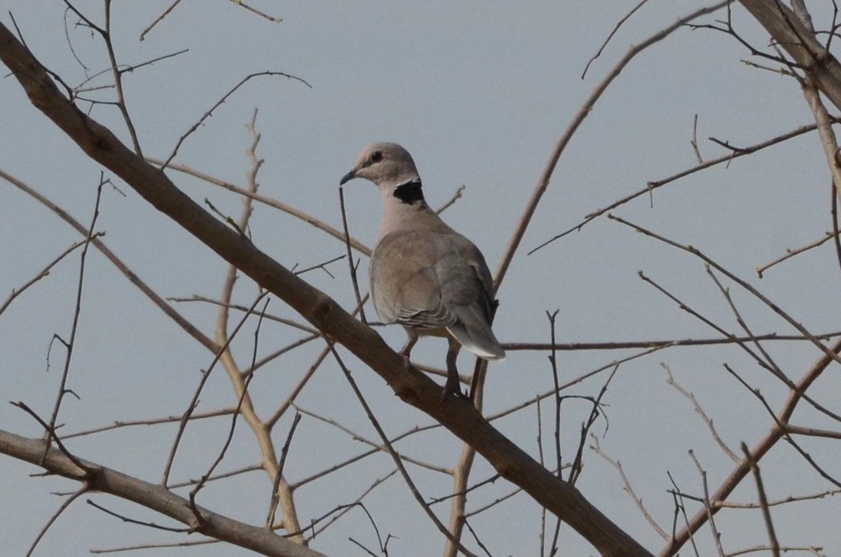 Vinaceous Dove - ML637508372