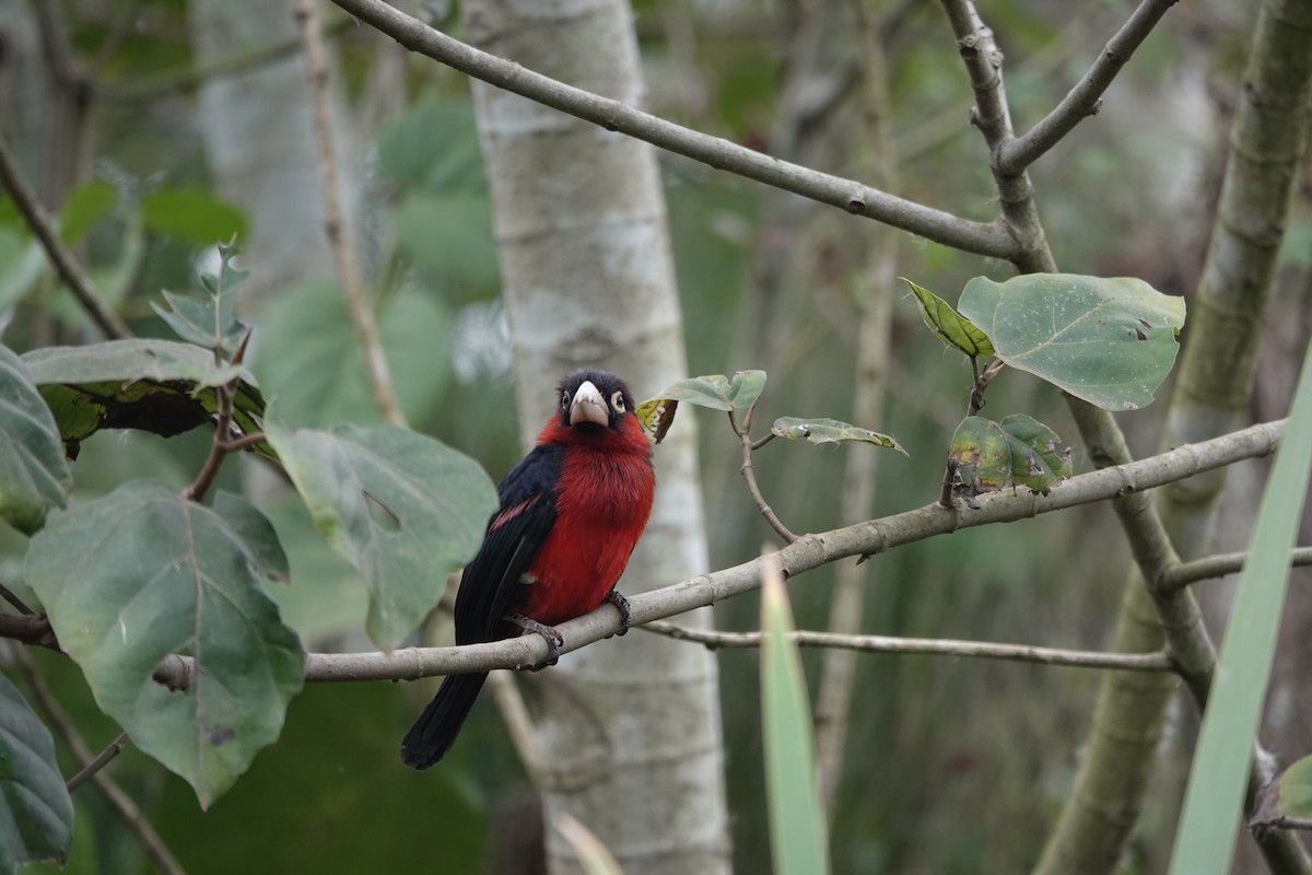Double-toothed Barbet - ML637508377