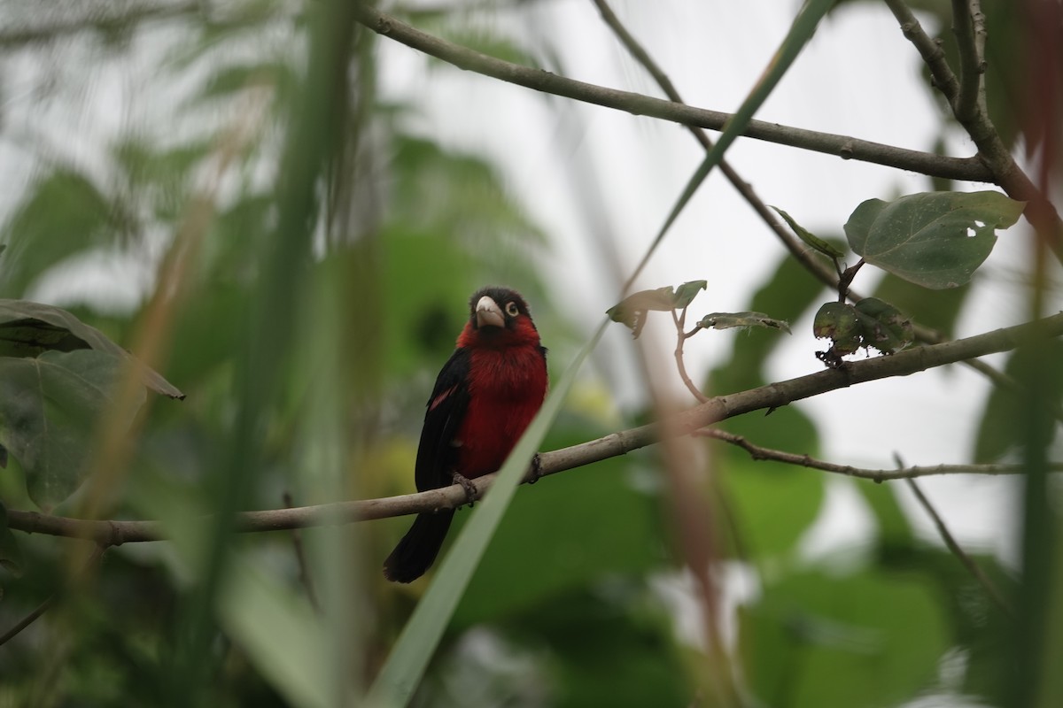 Double-toothed Barbet - ML637508379