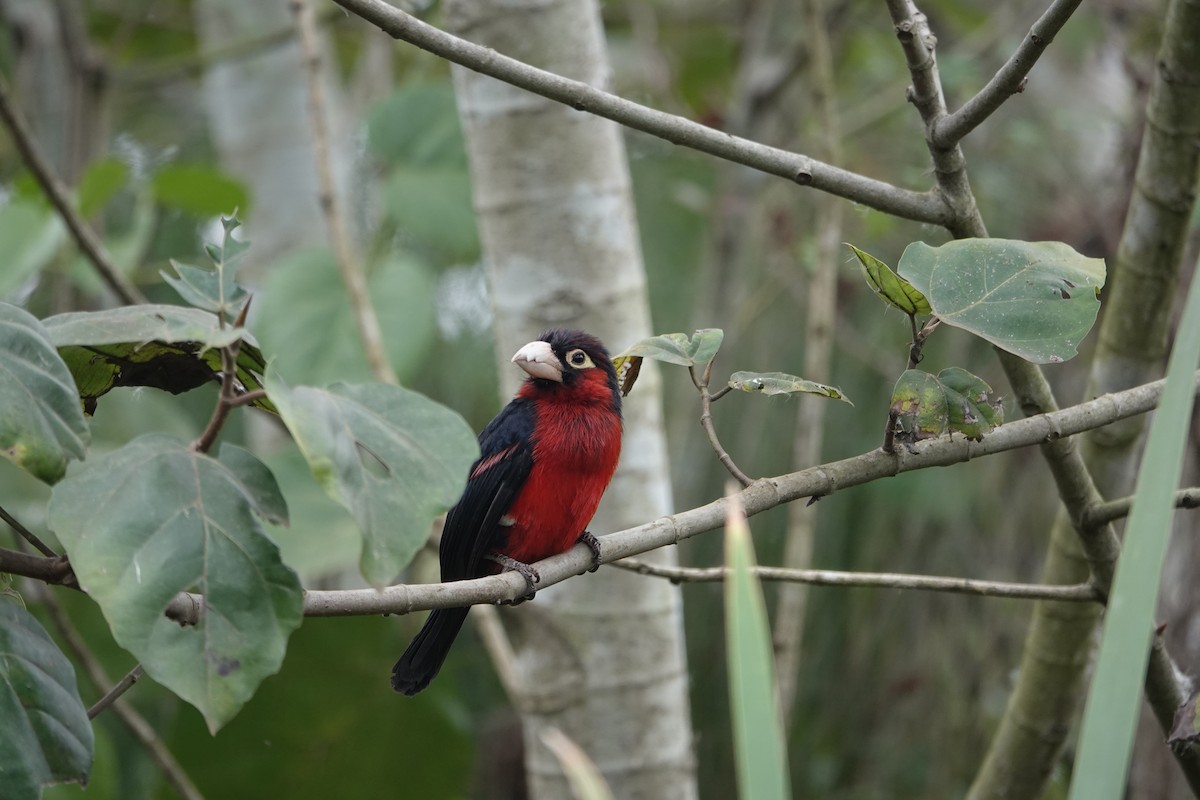 Double-toothed Barbet - ML637508380
