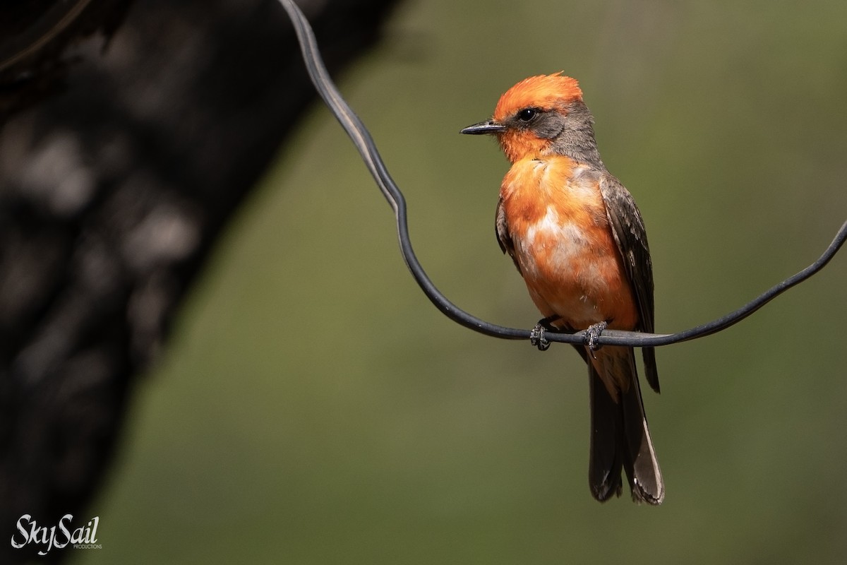 Vermilion Flycatcher - ML637508388