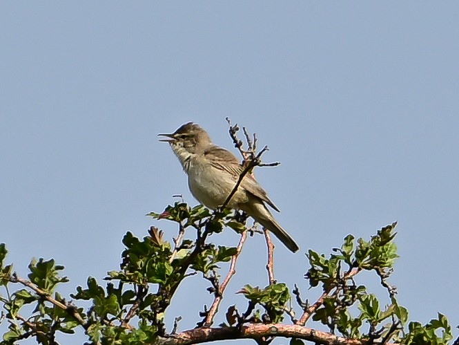 Upcher's Warbler - ML637508405