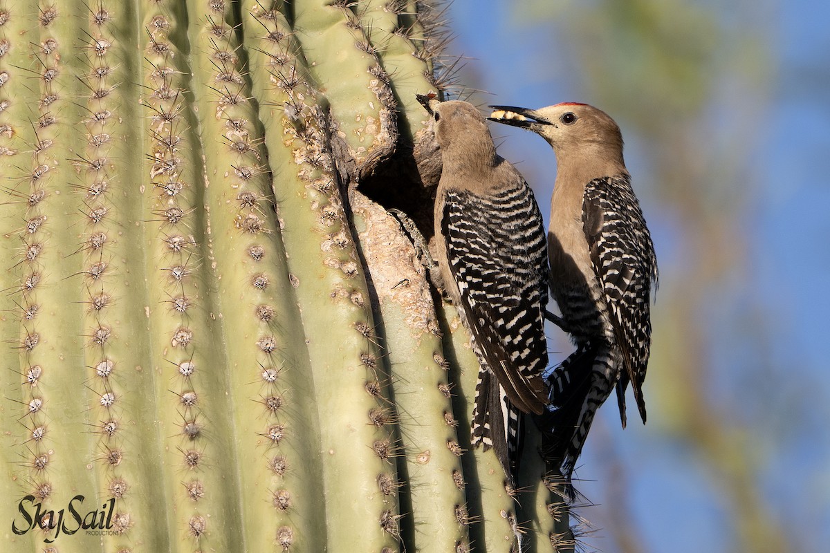 Gila Woodpecker - ML637508429