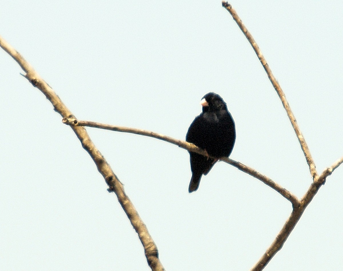 Village Indigobird - ML637508430
