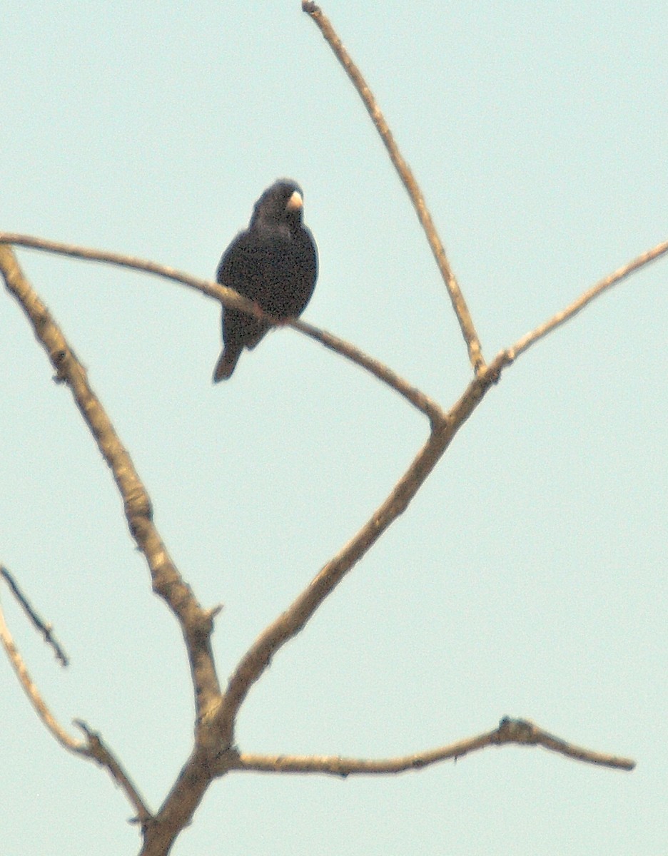 Village Indigobird - ML637508432