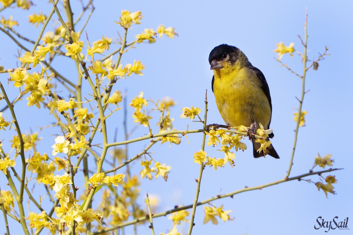 Lesser Goldfinch - ML637508434