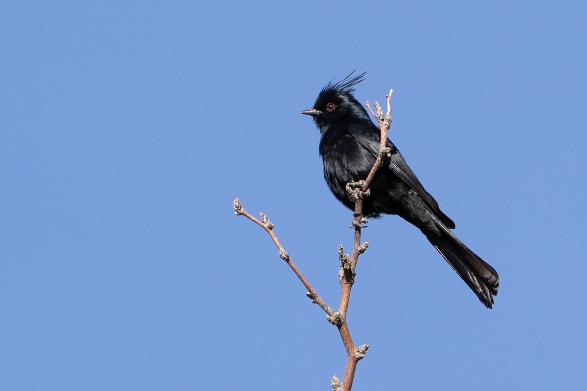 Phainopepla - ML637508449