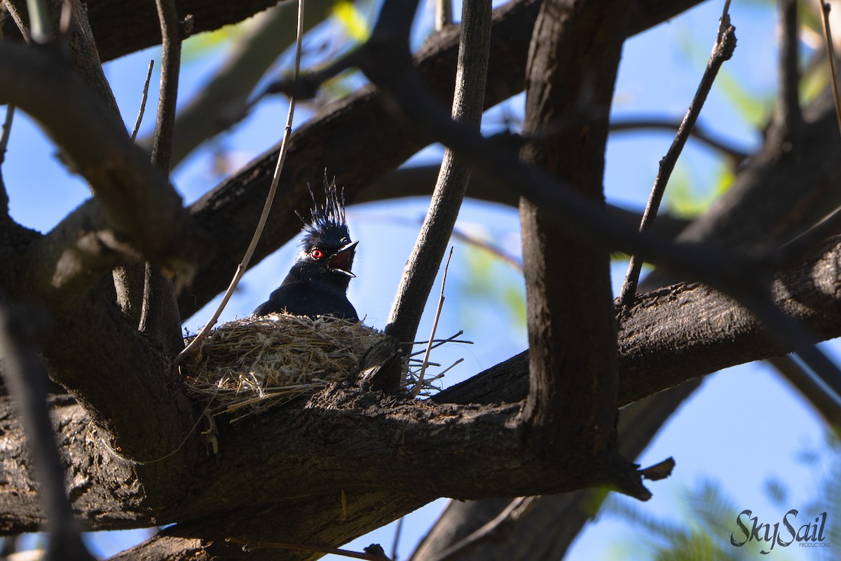 Phainopepla - ML637508450