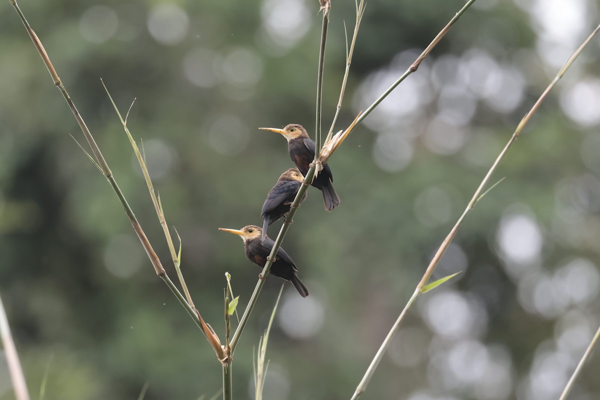 White-throated Jacamar - ML637508467