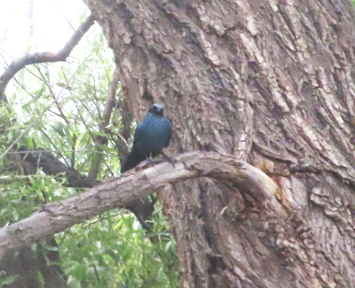 Blue Mockingbird - ML637508491
