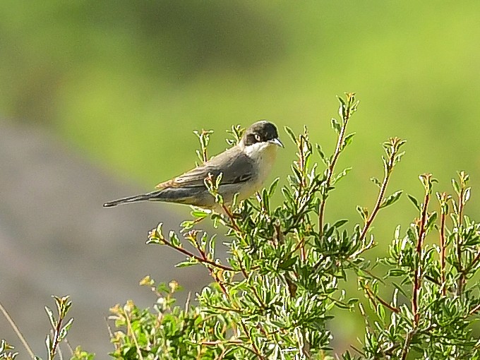 Eastern Orphean Warbler - ML637508495