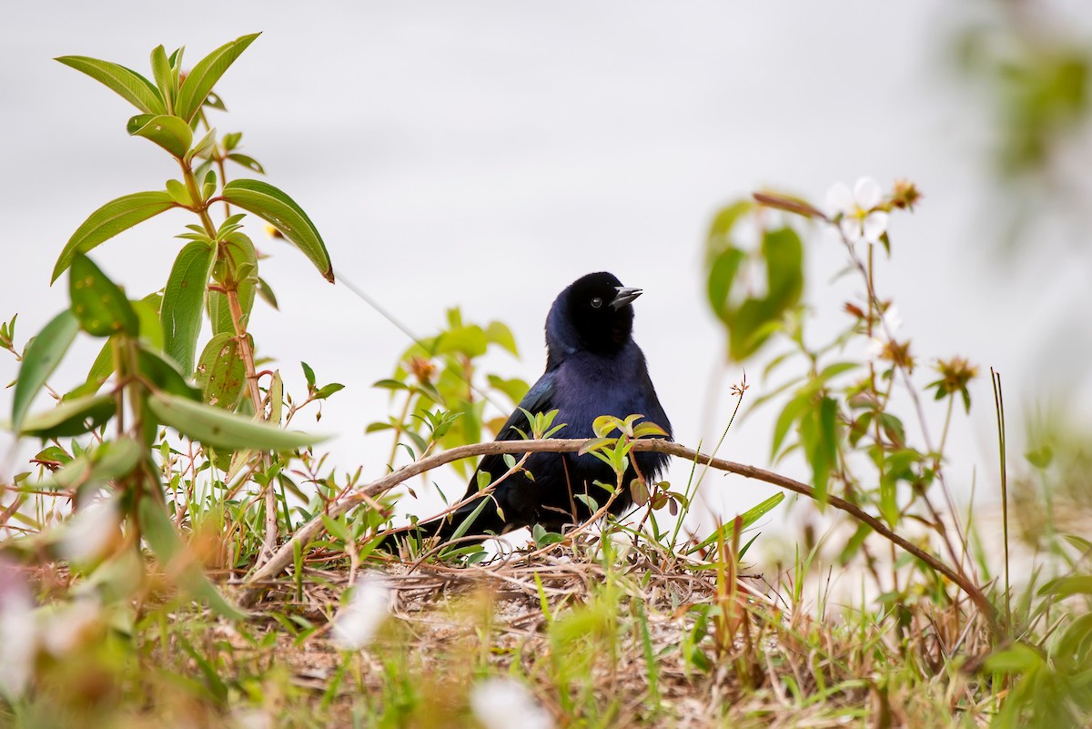 Shiny Cowbird - ML63750851