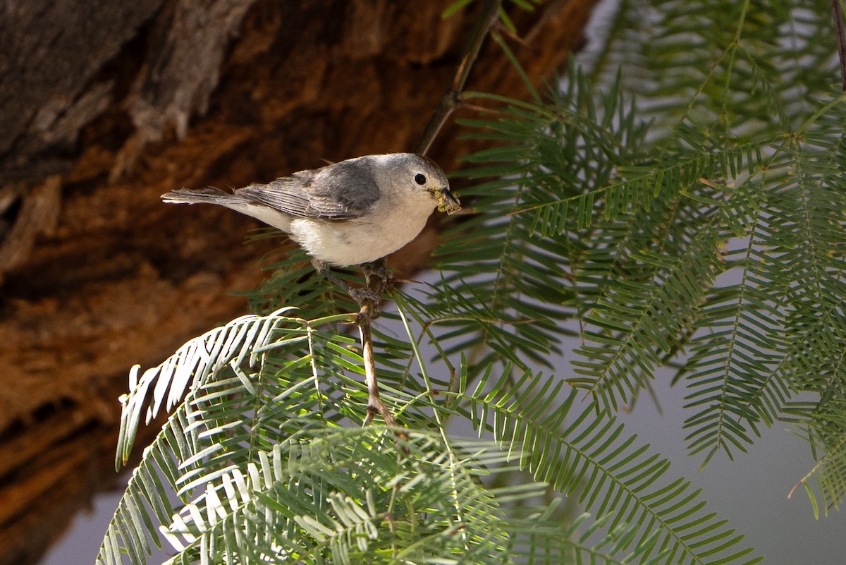 Lucy's Warbler - ML637508515