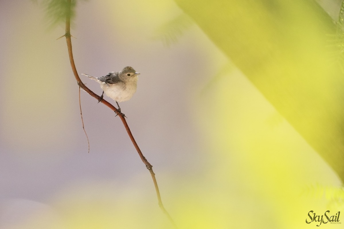 Lucy's Warbler - ML637508516
