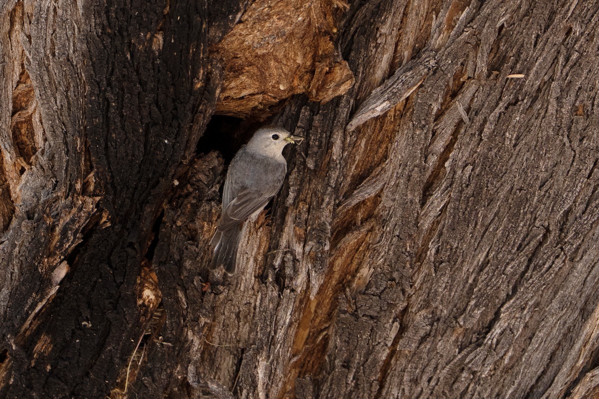 Lucy's Warbler - ML637508517