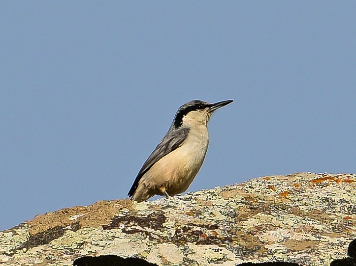 Eastern Rock Nuthatch - ML637508518