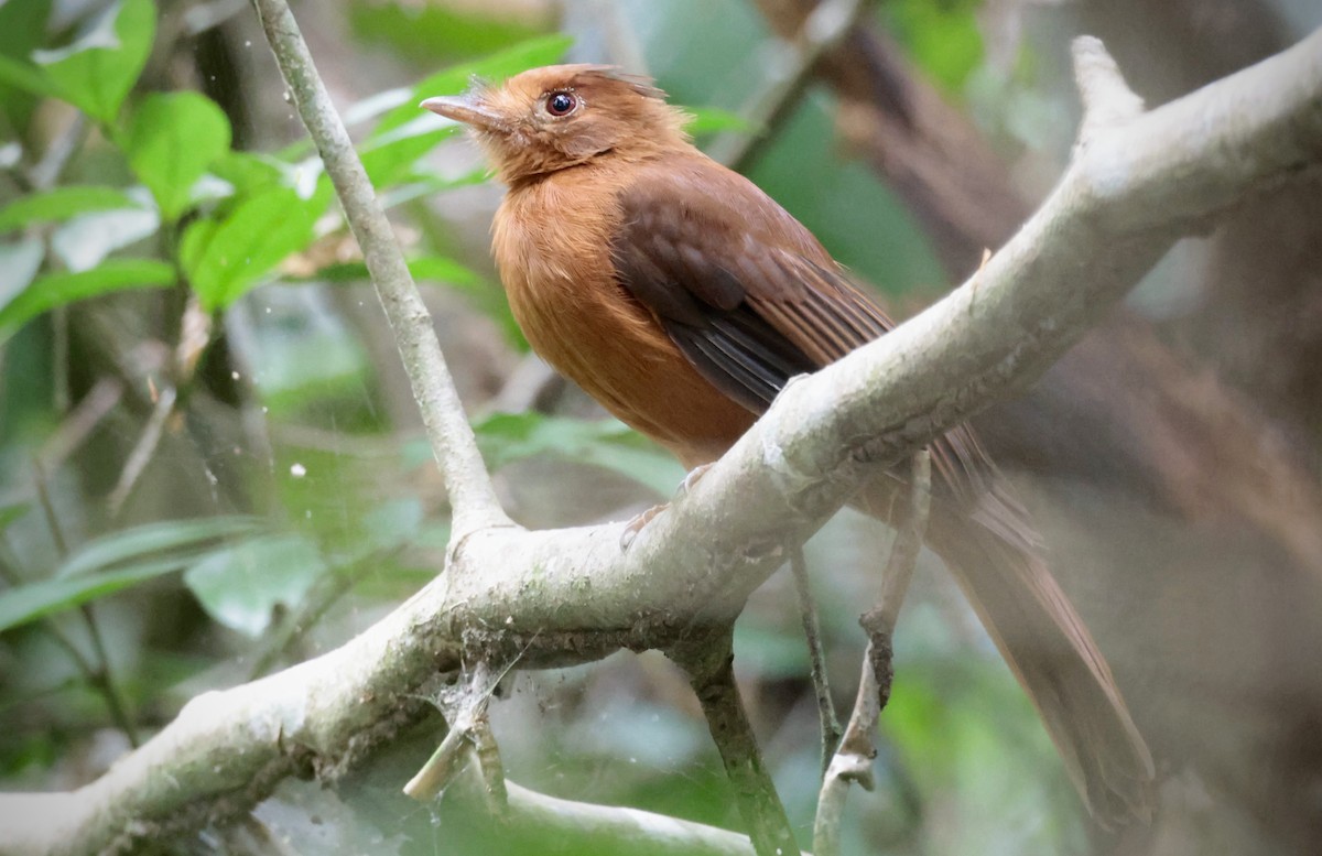Rufous Twistwing - ML637508519