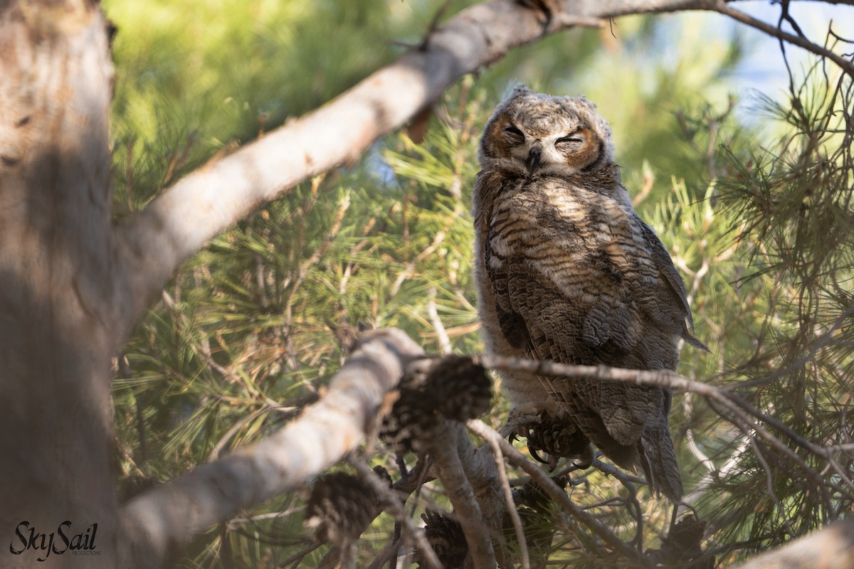 Great Horned Owl - ML637508536