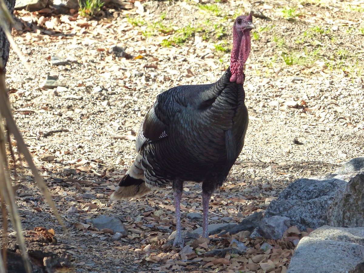 Wild Turkey - ML637508543
