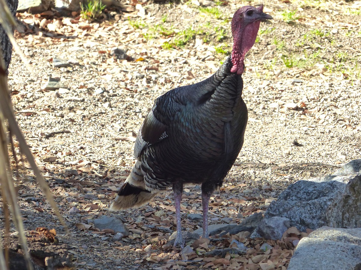 Wild Turkey - ML637508544