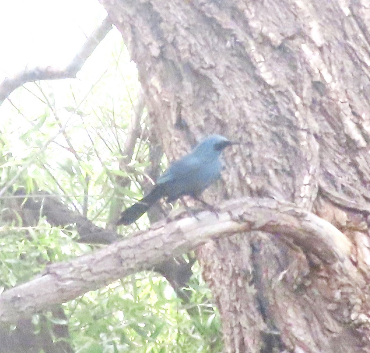Blue Mockingbird - ML637508547