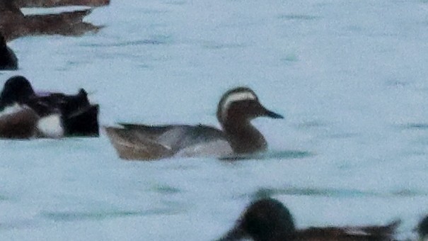 Garganey - ML637508550