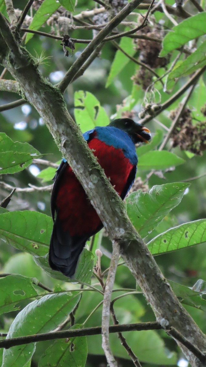 Golden-headed Quetzal - ML637508591