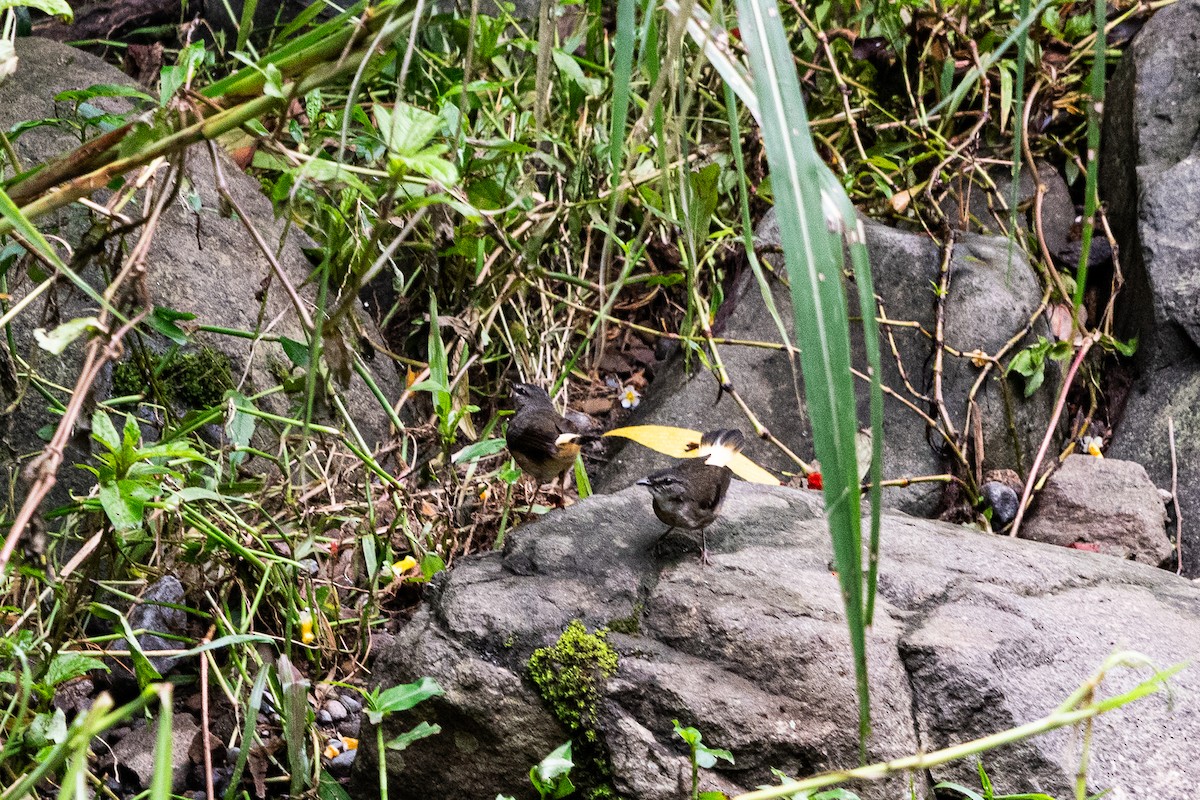 Buff-rumped Warbler - ML637508594
