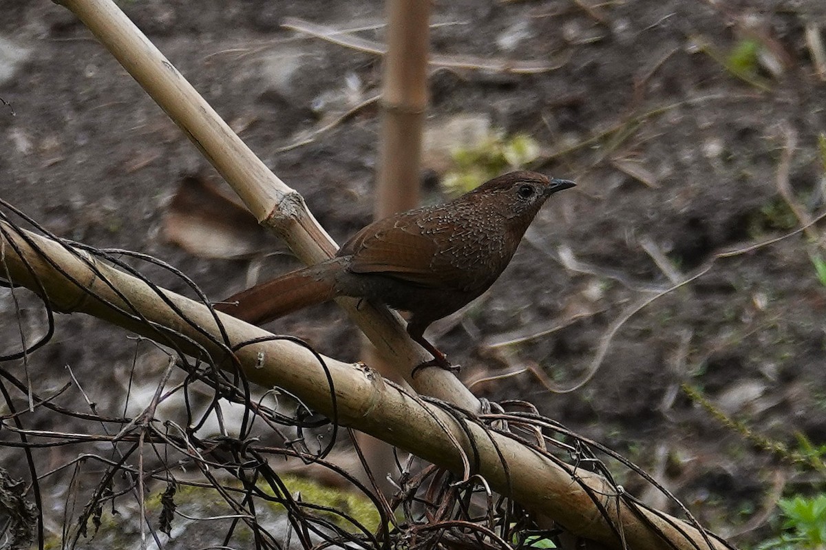 Bhutan Laughingthrush - ML637508635