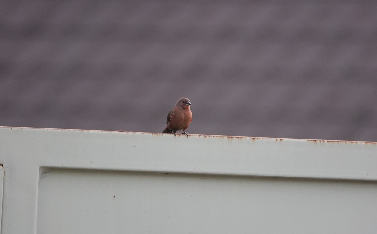 African Firefinch - ML637508705