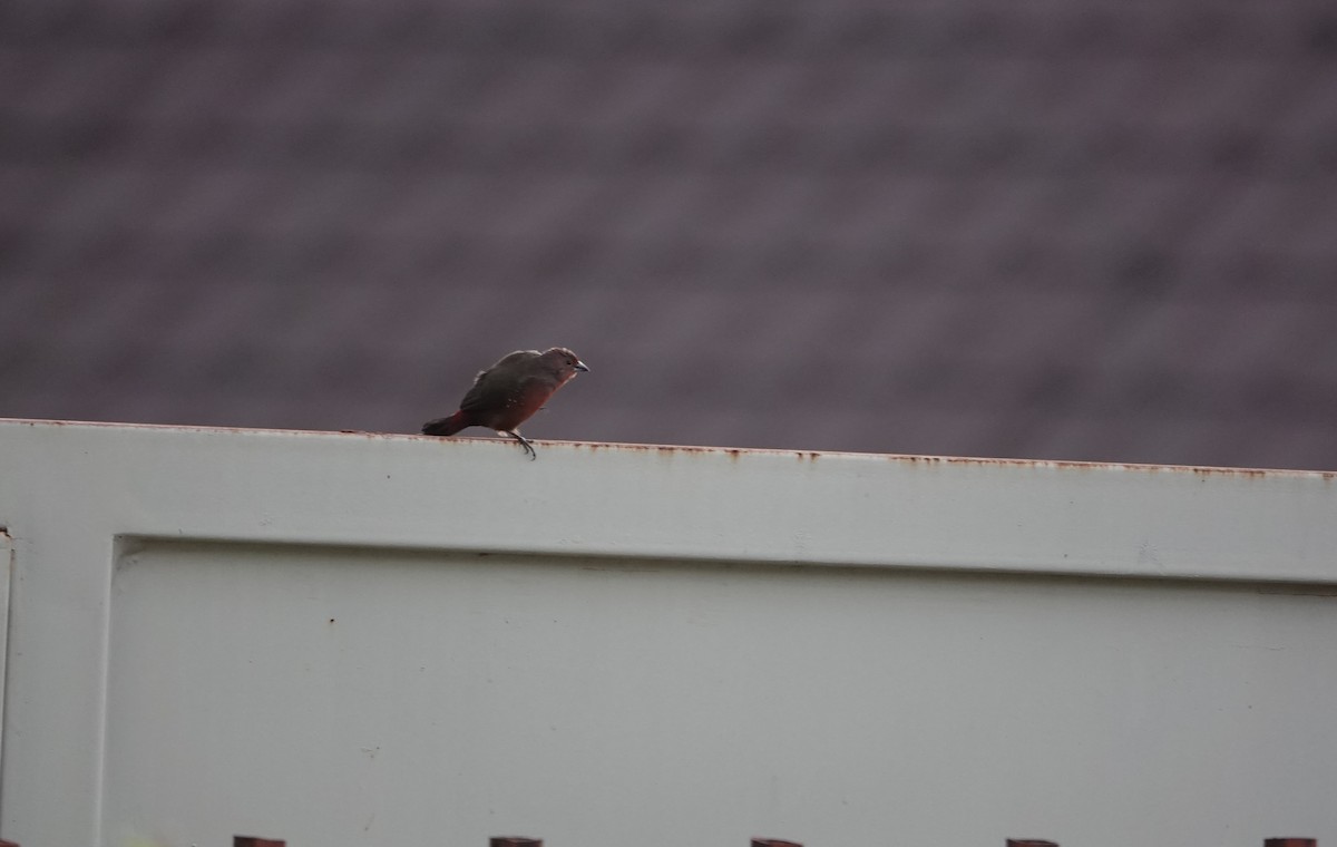 African Firefinch - ML637508706